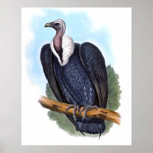 Vintage White-rumped Vulture Bird Poster