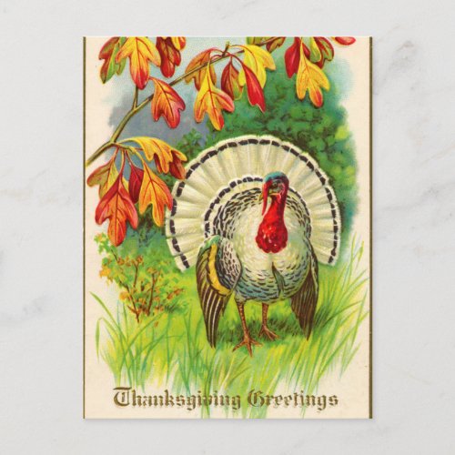 Vintage White Turkey in Grass Postcard