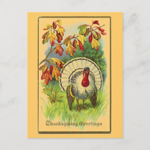 Vintage White Turkey Postcard