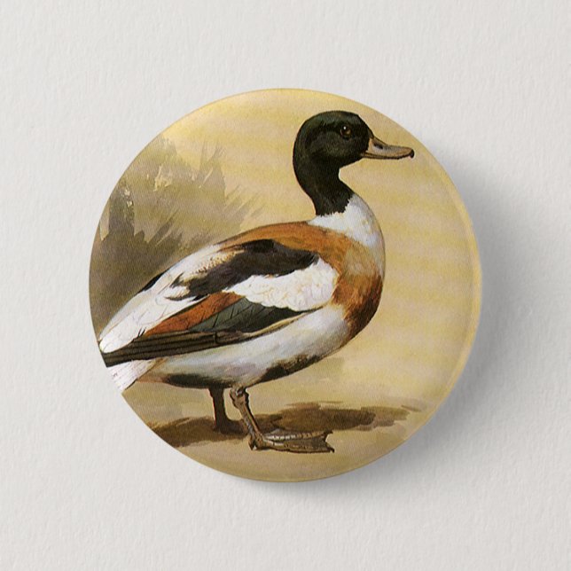 Vintage Wild Animals Birds, Mallard Duck Pinback Button (Front)