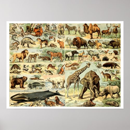 Vintage Wild Animals by Adolphe Millot Poster