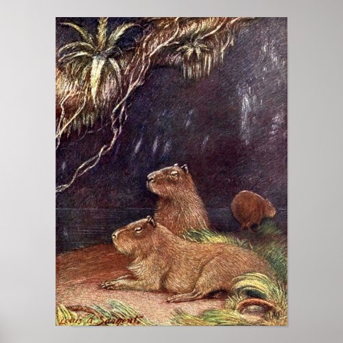 Vintage Wild Animals Capybara by Louis Sargent Poster