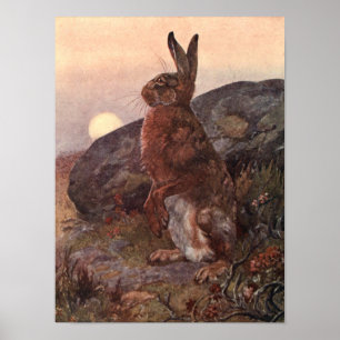 Vintage Wild Animals, Hare by Winifred Austen Poster