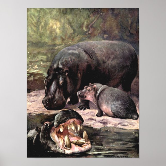 Vintage Wild Animals, Hippopotamus by CE Swan Poster (Front)