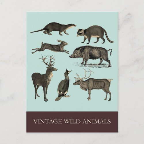 Vintage Wild Animals Postcard