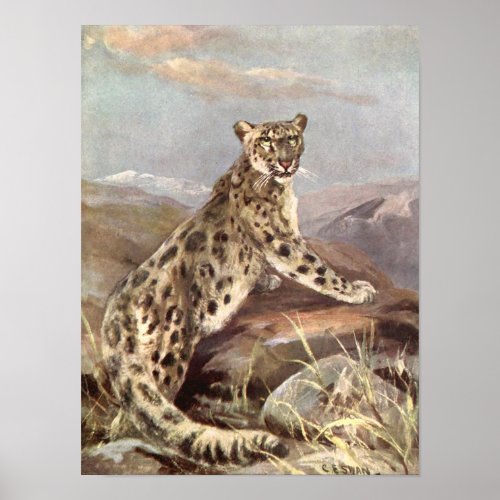 Vintage Wild Animals Snow Leopard by CE Swan Poster