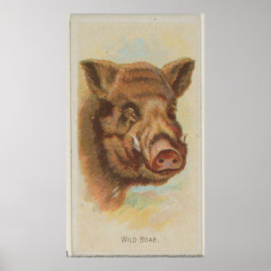 Vintage Wild Boar Illustration (1888) Poster