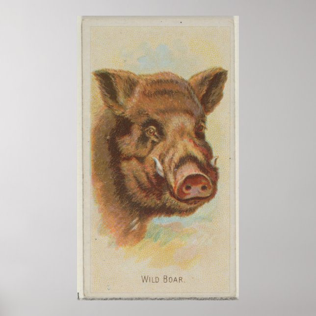 Vintage Wild Boar Illustration (1888) Poster (Front)