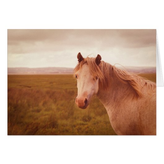 Vintage wild horse (Front Horizontal)