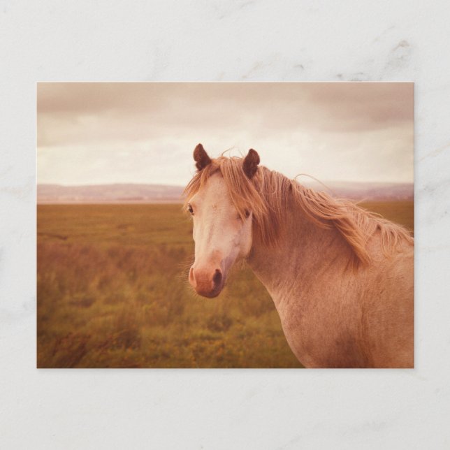 Vintage wild horse postcard (Front)