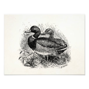 Vintage Wild Mallard Ducks Personalized Template Photo Print