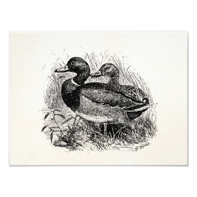 Vintage Wild Mallard Ducks Personalized Template Photo Print (Front)
