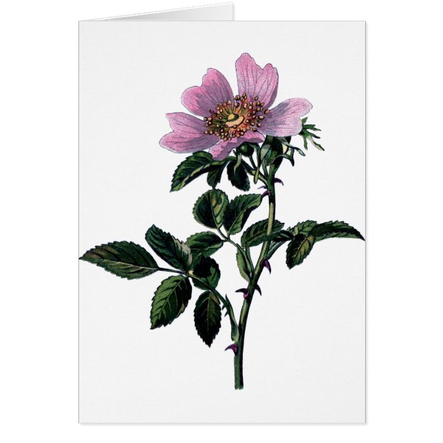 Vintage Wild Rose Cards (Front)