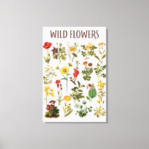 Vintage Wildflower Chart Canvas Print