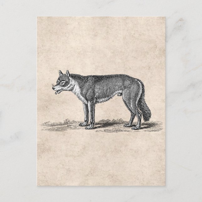 Vintage Wolf Illustration - 1800's Wolves Template Postcard (Front)