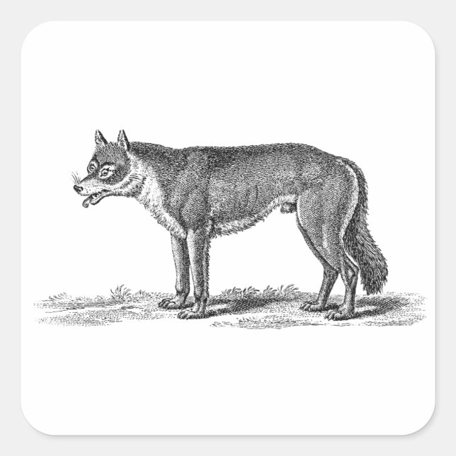 Vintage Wolf Illustration - 1800's Wolves Template Square Sticker (Front)