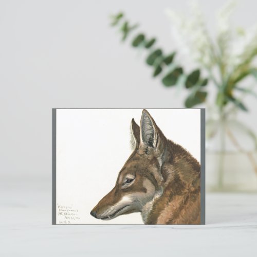 Vintage Wolf Painting Rare Postcard