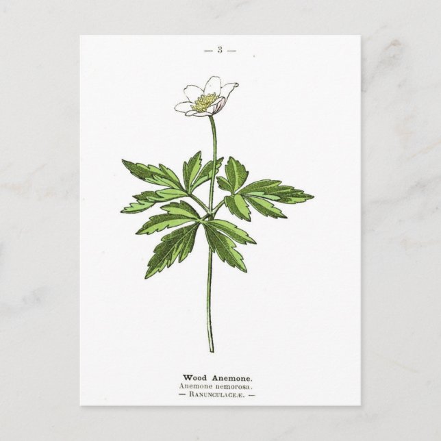 Vintage Wood Anemone Botanical Print Postcard (Front)