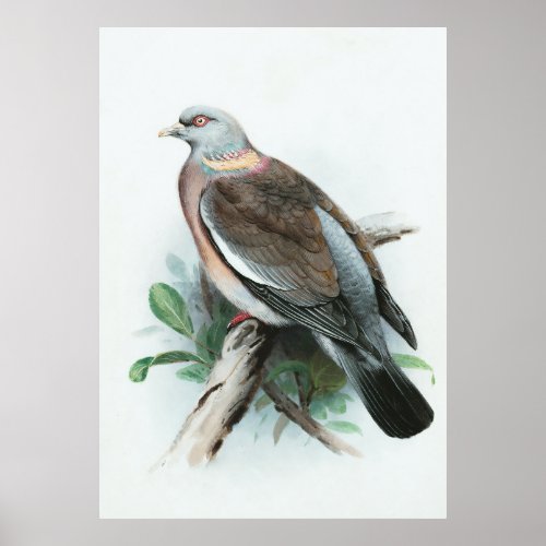 Vintage Wood Pigeon Animal Wildlife Bird  Poster