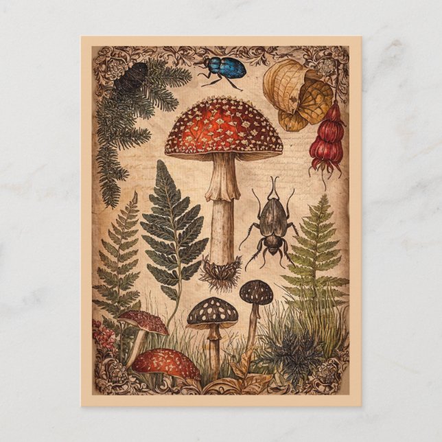 Vintage Woodland Toadstool Ferns Beetles  Postcard (Front)