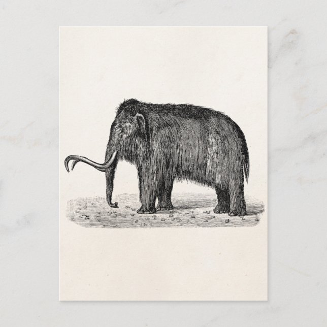 Vintage Woolly Mammoth Illustration Wooly Mammoths Postcard (Front)