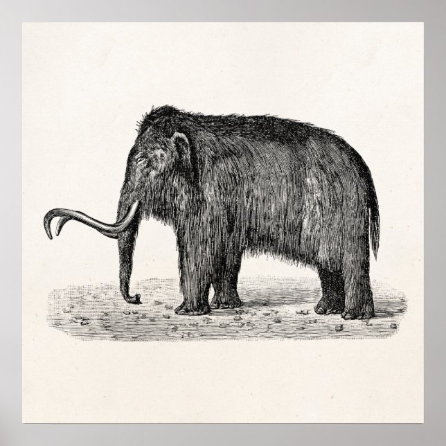 Vintage Woolly Mammoth Illustration Wooly Mammoths Poster (Front)