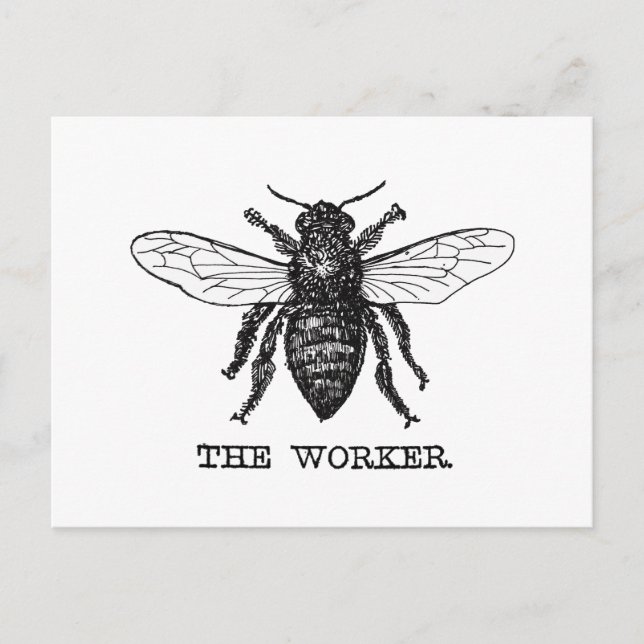 Vintage Worker Bee Illustration Art Postcard (Front)