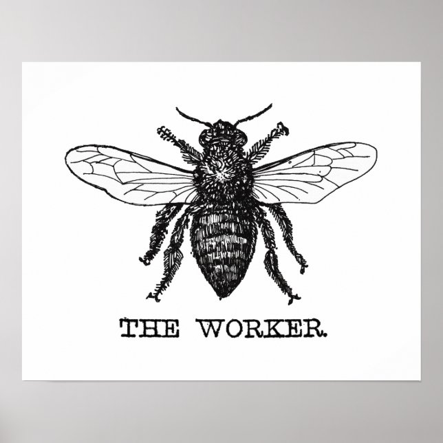Vintage Worker Bee Illustration Art Poster (Front)