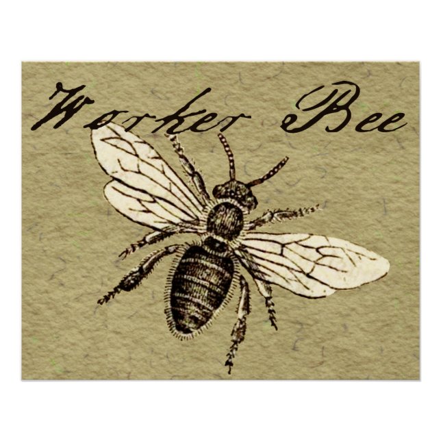 Vintage Worker Bee Insect Illustration Antique Poster (Front)