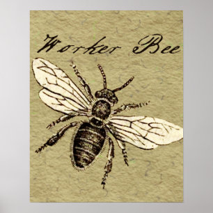 Vintage Worker Bee Insect Illustration Antique Poster