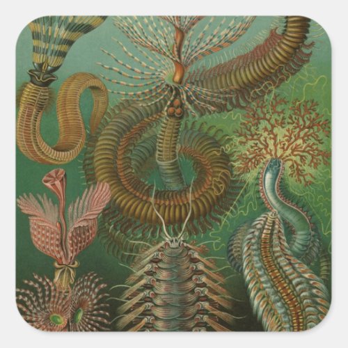 Vintage Worms Annelids Chaetopoda by Ernst Haeckel Square Sticker