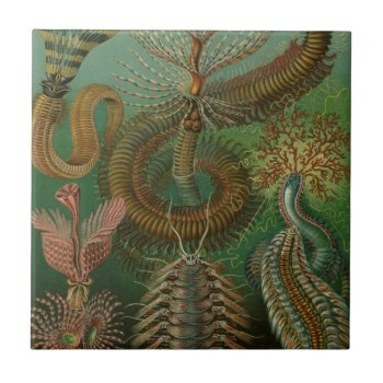 Vintage Worms Annelids Chaetopoda By Ernst Haeckel Tile by Ernst_Haeckel_Art at Zazzle