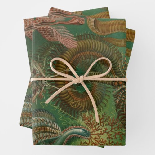 Vintage Worms Annelids Chaetopoda by Ernst Haeckel Wrapping Paper Sheets