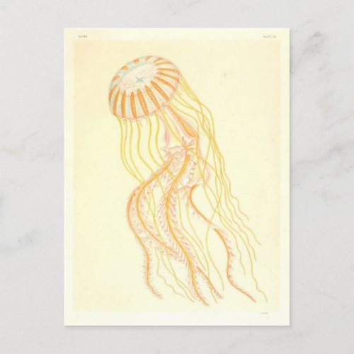 Vintage Yellow and Orange Jellyfish Postcard