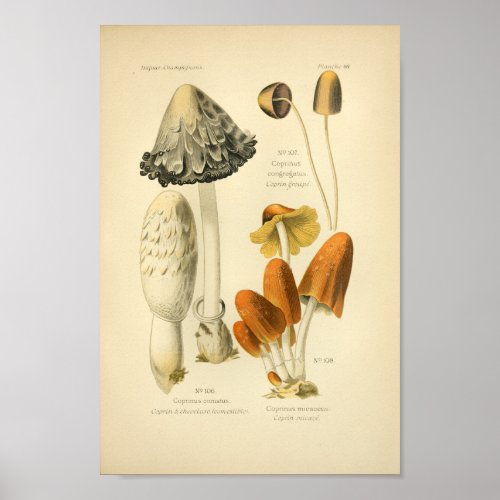 Vintage Yellow Brown Mushrooms Art Print French