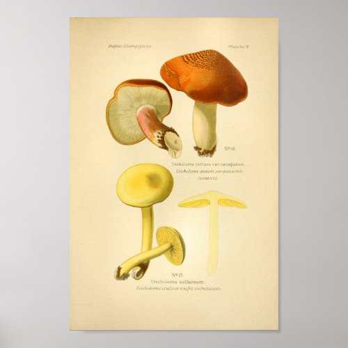 Vintage Yellow Brown Mushrooms Art Print French