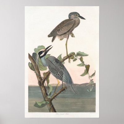 Vintage Yellow-crowned Night-heron Poster Print