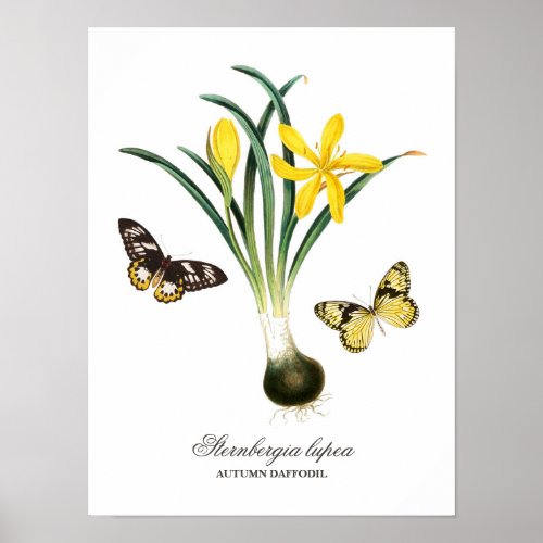 Vintage Yellow Daffodil and Butterflies Poster