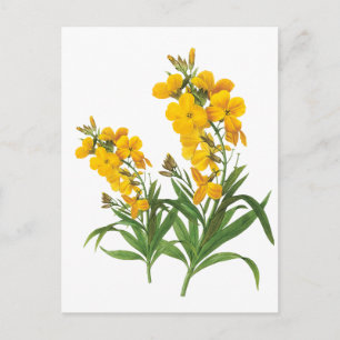 Vintage yellow flowers botanical illustration postcard