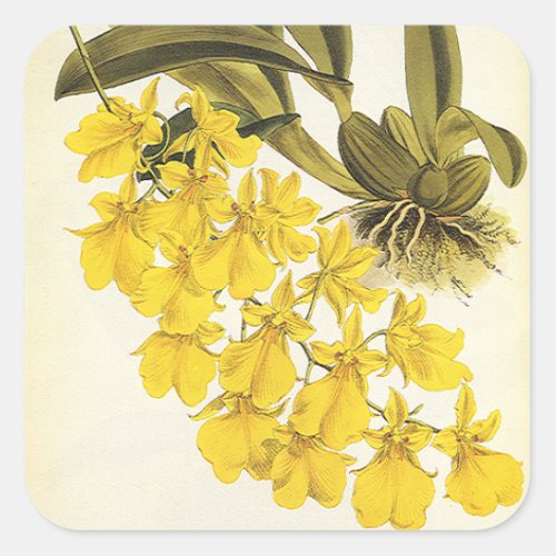 Vintage Yellow Oncidium Orchid Tropical Flowers Square Sticker