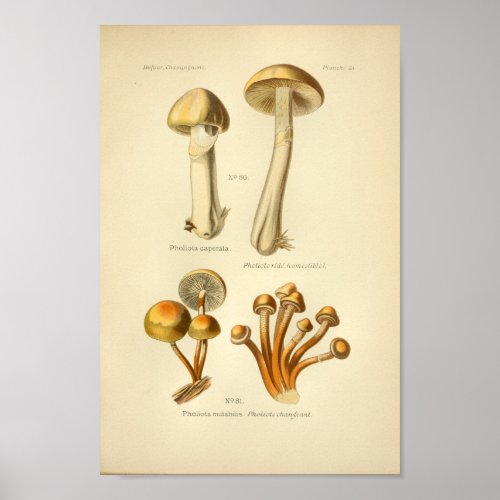 Vintage Yellow Orange Mushrooms Art Print French