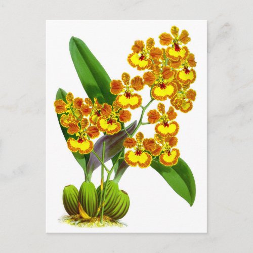 Vintage Yellow Orange Orchid Flower Postcard