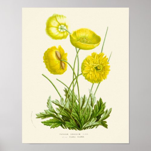 Vintage Yellow Poppy Botanical Print