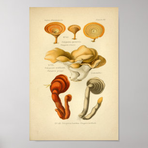 Vintage Yellow Red Mushrooms Art Print French