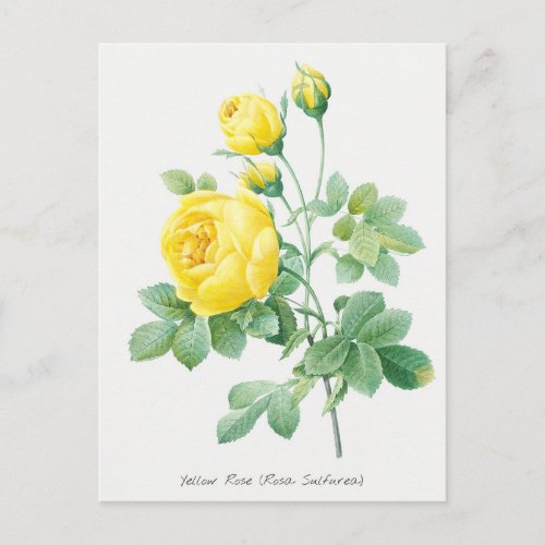 Vintage Yellow Rose Botanical Illustration Postcard