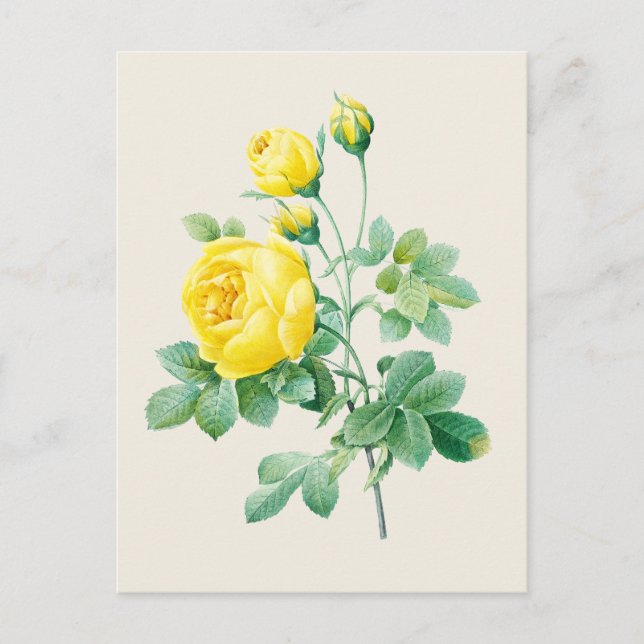 Vintage Yellow Rose Botanical Illustration Postcard (Front)