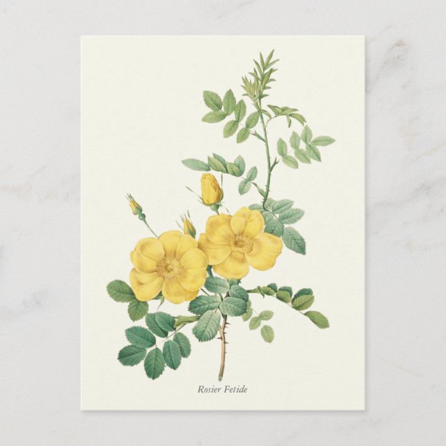 Vintage Yellow Rose Botanical Print Postcard (Front)
