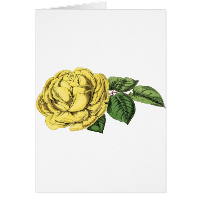 Vintage Yellow Rose Cards (Front)