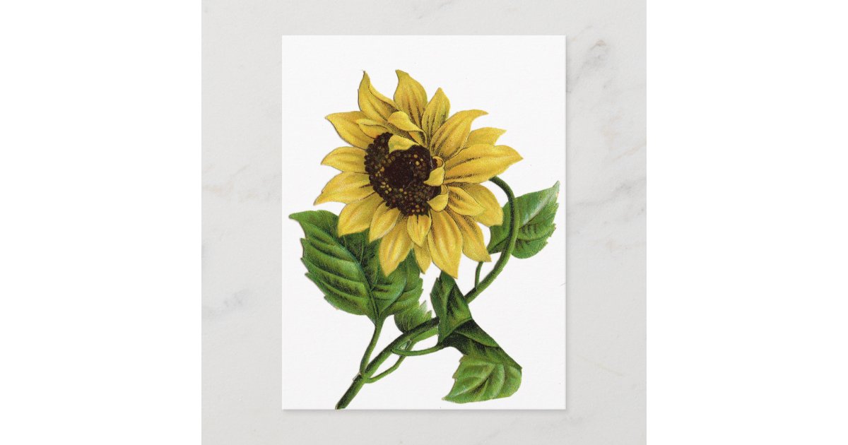 Vintage Yellow Sunflower Blank Floral Postcard | Zazzle