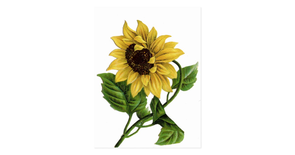 Vintage Yellow Sunflower Blank Floral Postcard | Zazzle.com